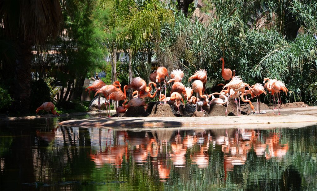 Фламинго в зоопарке Барселоны
