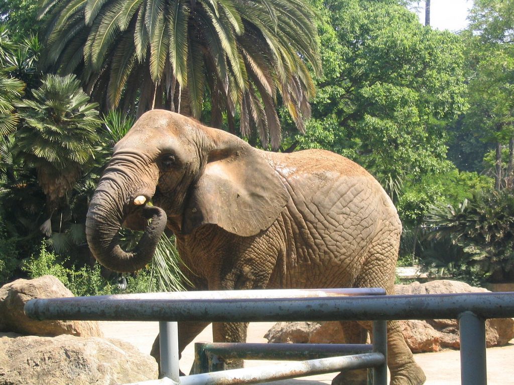 Зоопарк Барселоны Слон