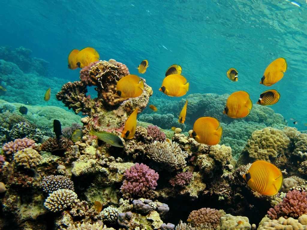 Рас Мухаммед комплексы коралловых рифов