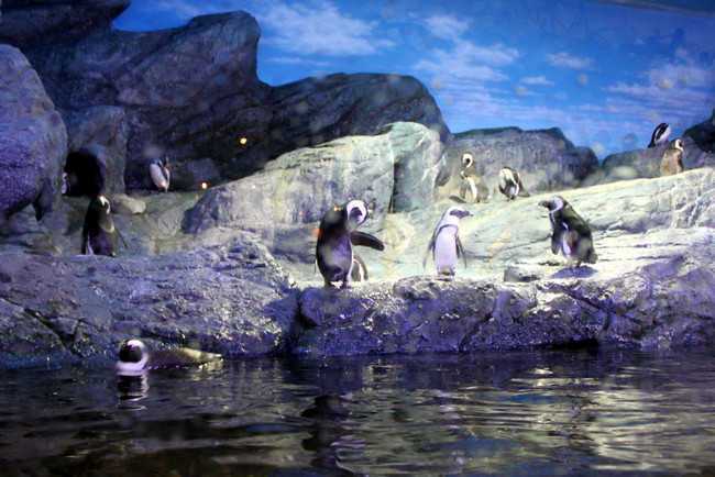 Океанариум Siam Ocean World пингвины