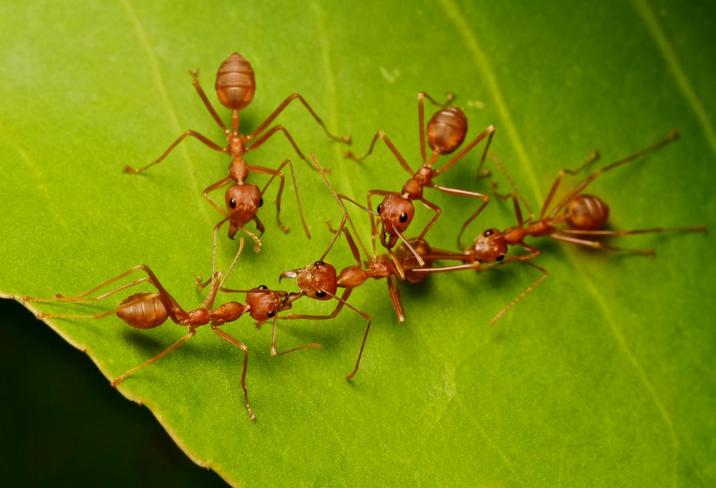 Укусы тайских муравьев болезненны