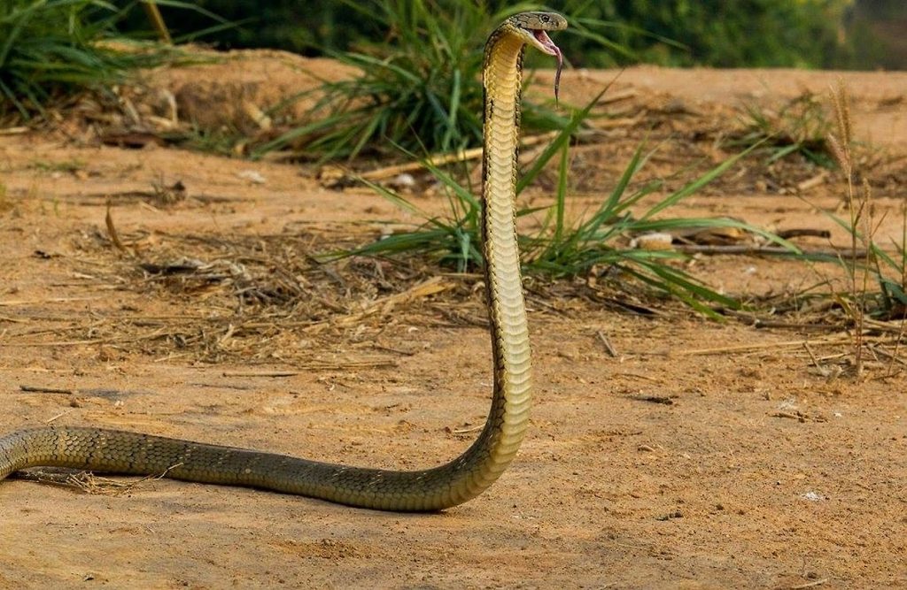 змеи в Таиланде