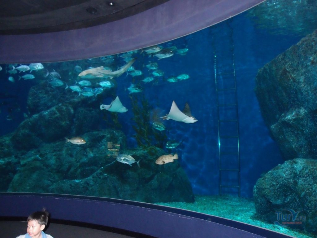 Океанариум рыбы Таиланд Бангкок