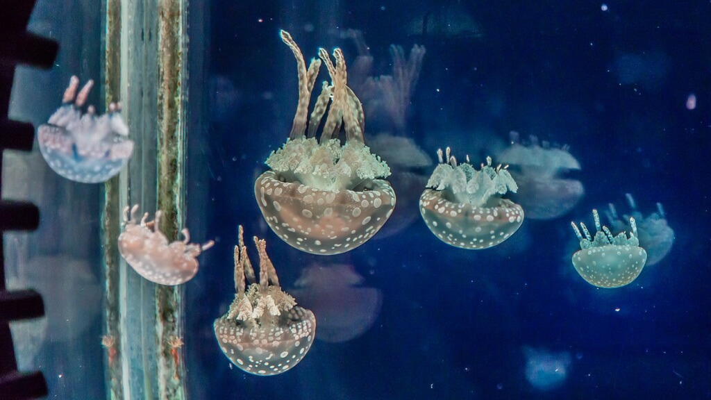 Океанариум Siam Ocean World медузы