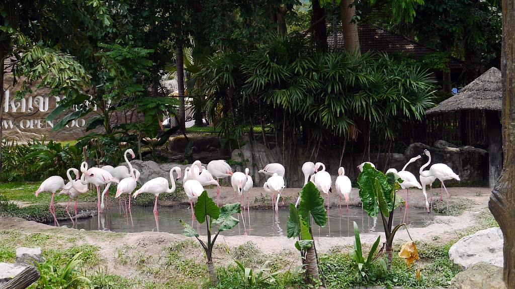 Птицы в Кхао Кхео зоопарк