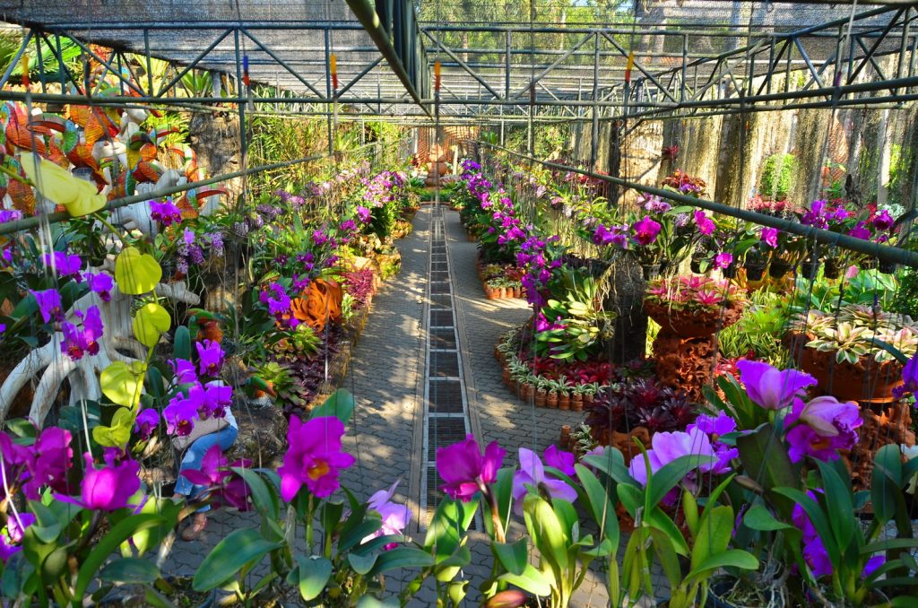 Сад Орхидей в Нонг Нуч