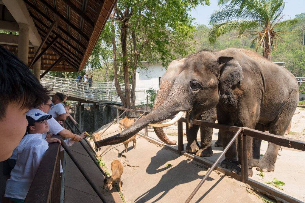 Слоны в зоопарке Кхао Кхео Паттайя