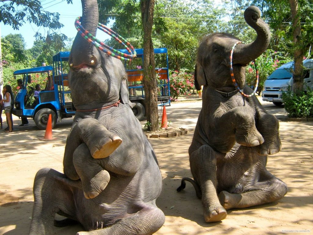 Деревня слонов Паттайя