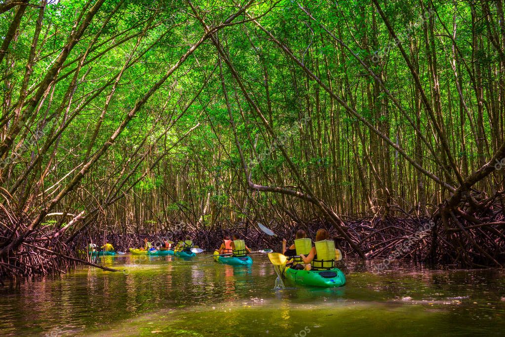 Мангровые джунгли на Пханг Нга Таиланд