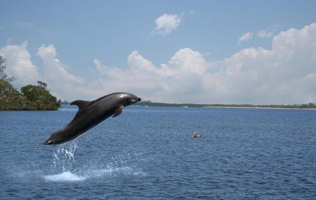 Варка Гоа дельфины Индия
