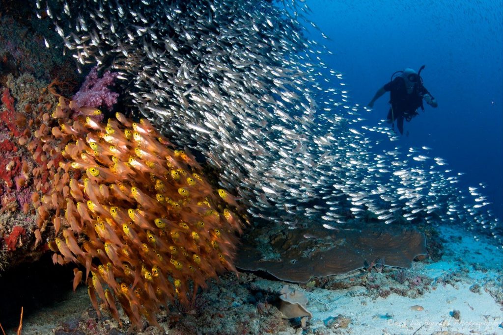 Подводный мир - главная достопримечательность Симиланских островов