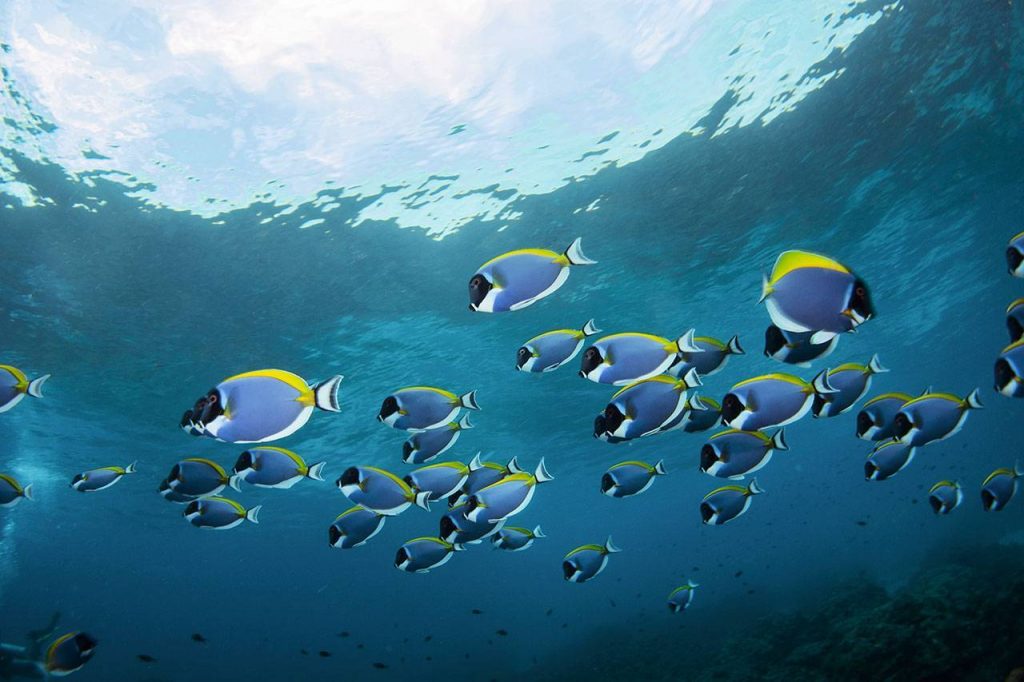 Подводный мир на острове Тачай